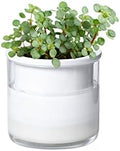 Phoenix Vine 4 Inch Self Watering Planter Pot, Design White Terracotta Pots for Plants, Indoor Cylinder Terra Cotta Pots with Glass Vase, Set of 1, 51-B-E-1