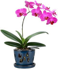 W&W Orchid Pot with Holes and Saucer for Repotting, Blue, 5 Inch