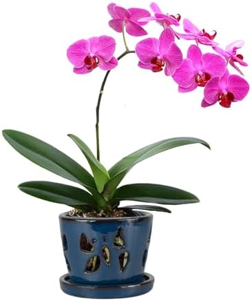 W&W Orchid Pot with Holes and Saucer for Repotting, Blue, 5 Inch