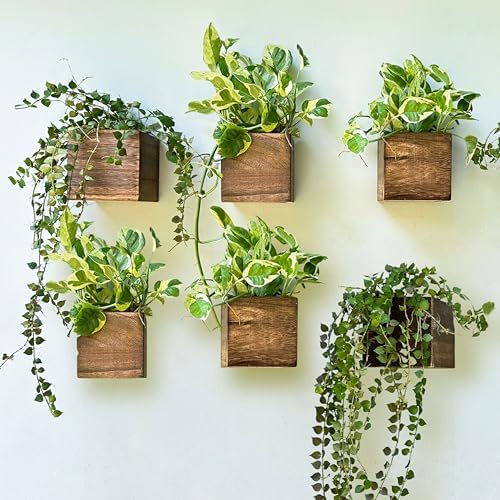 LaLaGreen Planter Boxes for Indoor Plant (4x4, 6 Pack) Wooden Wall Planters