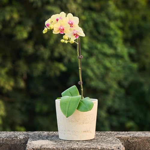 Ekirlin 7 Inch Natural Travertine Textures Plant Pot, Resin Outdoor