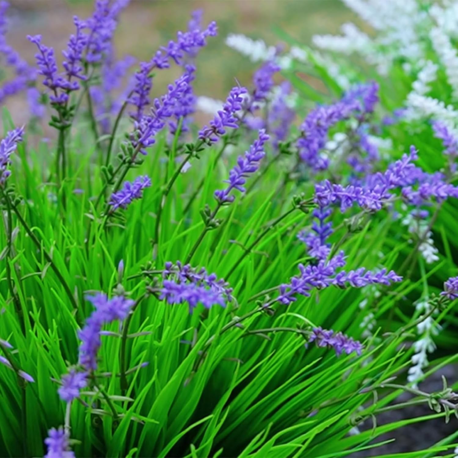 12 Bundles Artificial Grass Fake Plants，Outdoor Fake Monkey Tail Grass with Flowers for Pot UV Resistant Lavender Patio Garden Porch Home Window Hanging Planter Decor Faux Plastic Shrubs(Puper+Green)