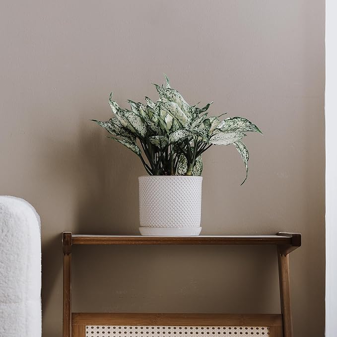 5.8 Inch Plant Pot: Ceramic Planter - Image 5