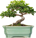 Bonsai Tree Pot 11.6 Inch by Teagas
