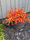 Faux Flower Daisy with Eucalyptus Leaves Fake Plants Greenery Boxwood Outdoor Indoor Garden Home Decoration Porch Patio 12 Bundles Orange