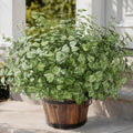 Ivydale Artificial Plants Outdoor UV Resistant 5 Pcs (Green) | Faux Greenery Plants Outdoor Silk Plants with Stems, Fake Plants for Outside Planter Front Porch Patio Pathway Decoration