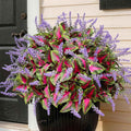 12 Bundles Artificial Coleus Flowers | UV Resistant No Fade Silk Faux Plants | Spring Summer Outdoor Fake Greenery for Garden Patio Planters Front Porch Pathway Decor (Pink)